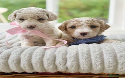Cavapoochon dogs for sale: Cavapoochon puppies  - Image 1