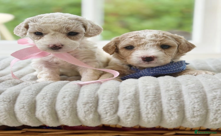 Cavapoochon dogs - Advert 1