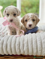 Cavapoochon dogs - Advert 5