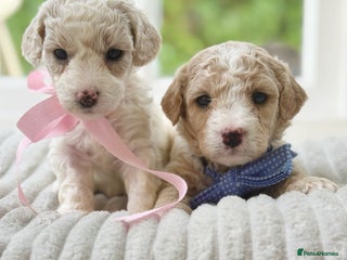 Cavapoochon dogs - Advert 7