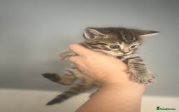 Mixed Breed cats for sale: 5 lovely playful kittens available  - Image 7