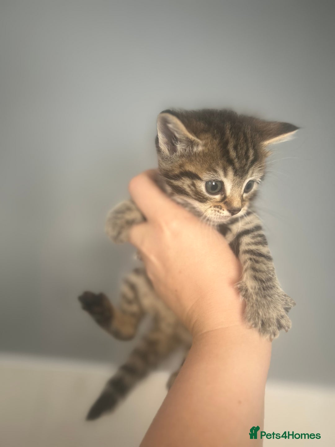 Mixed Breed cats for sale: 5 lovely playful kittens available  - Image 7