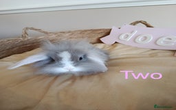 Mini Lop rabbits for sale: Fantastic mini lop babies forsale  - Image 12