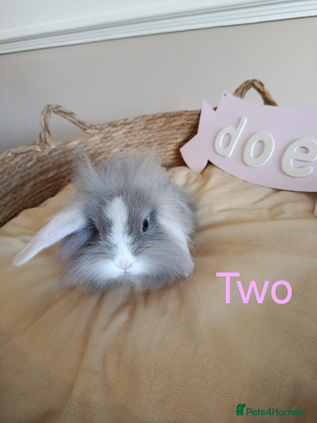 Mini Lop rabbits for sale: Fantastic mini lop babies forsale  - Image 12