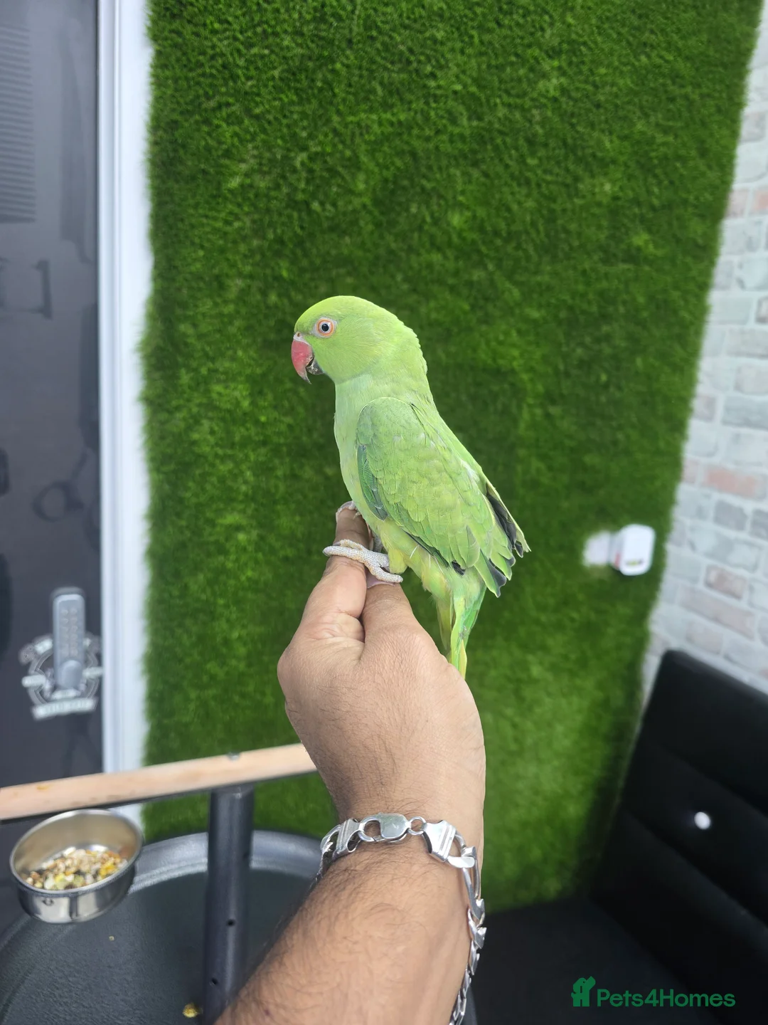 Lovebirds birds for sale: Ringneck Baby - Advert 2