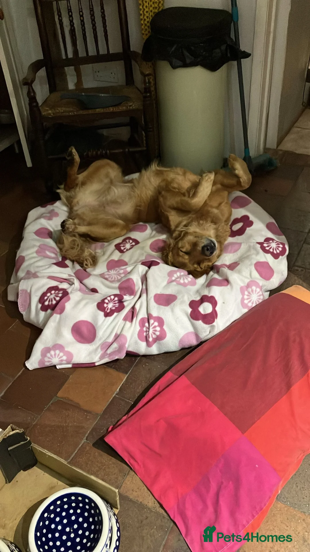 Golden Retriever dogs for sale: Gorgeous Goldies! Golden Retriever Puppies  - Advert 2