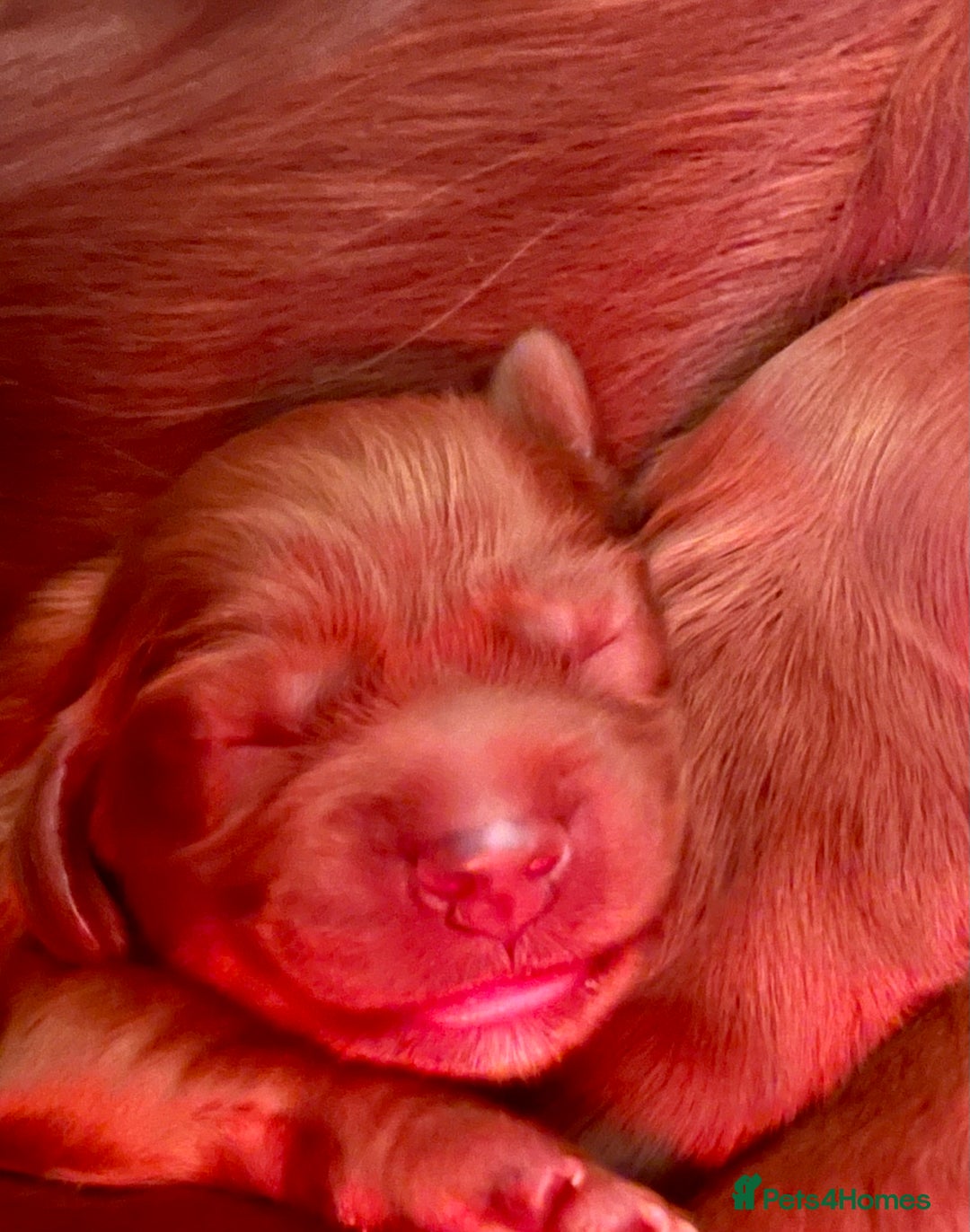 Irish Setter dogs for sale: Quality Irish setter puppies KC Registered - Advert 7