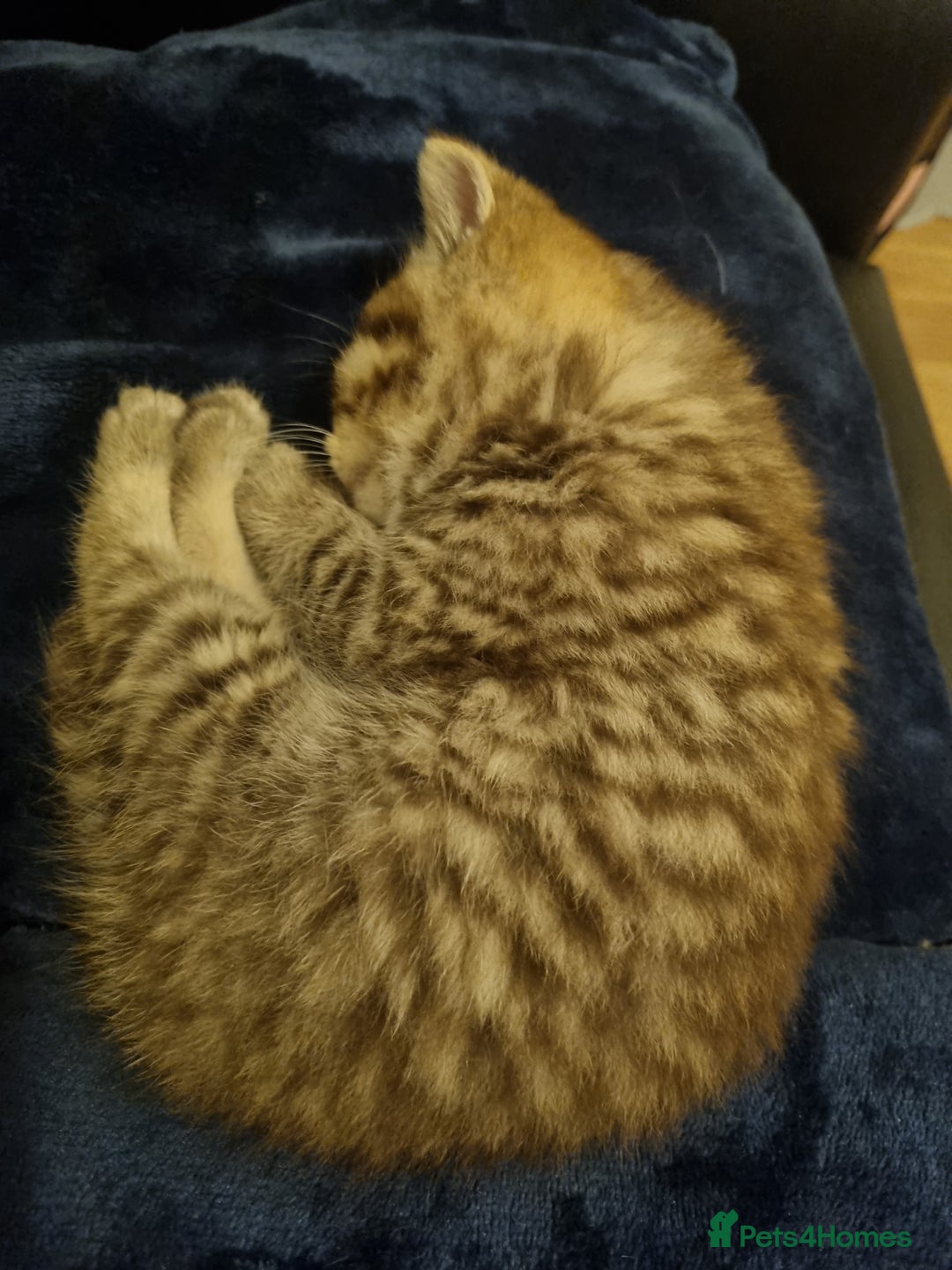 British Shorthair cats for sale: GCCF Purebred BSH kittens - Advert 6