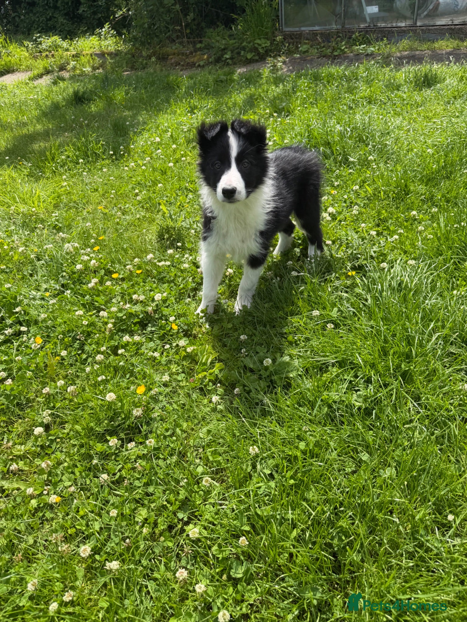 Border Collie dogs ISDS registered border collie puppies  - Advert 2