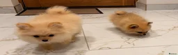 Pomeranian dogs for sale: 2 beautiful Pomeranian puppies - Advert 9