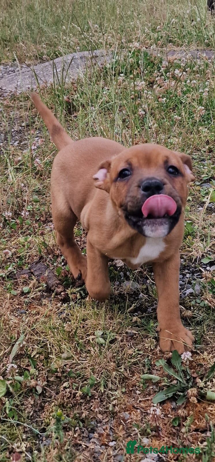 Staffordshire Bull Terrier dogs STUNNING RED KC STAFFORDSHIRE BULL TERRIER PUPS - Advert 2