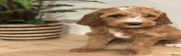 Goldendoodle dogs for sale: WAITING LIST OPEN - AUSSIE DOODLES  - Advert 19