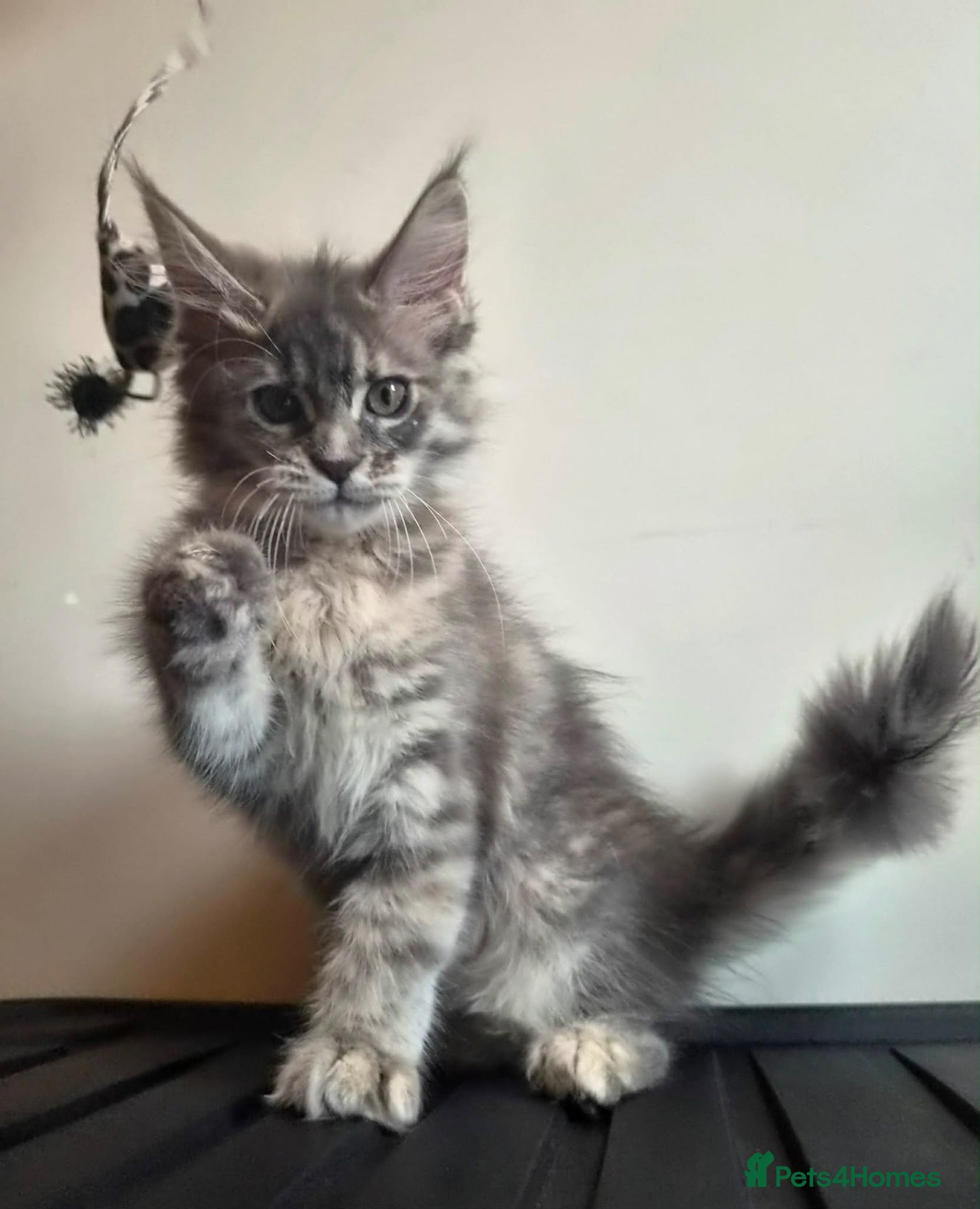 Maine Coon cats CHAMPION RUSSIAN LINE XXL Maine Coon, now 1.7kg  - Advert 18