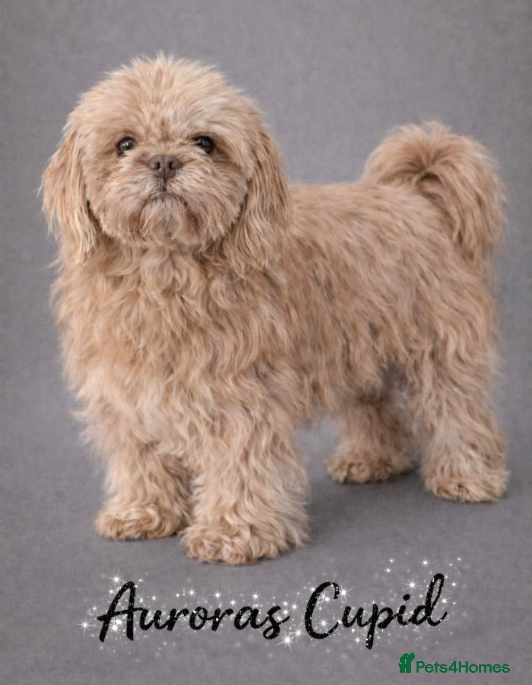 Shih Tzu dogs for sale: Outstanding Kennel Club Registered Dilute Litter - Advert 7