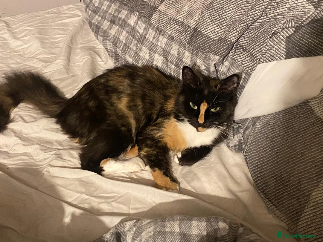 California Spangled cats for sale: Simba - Advert 2