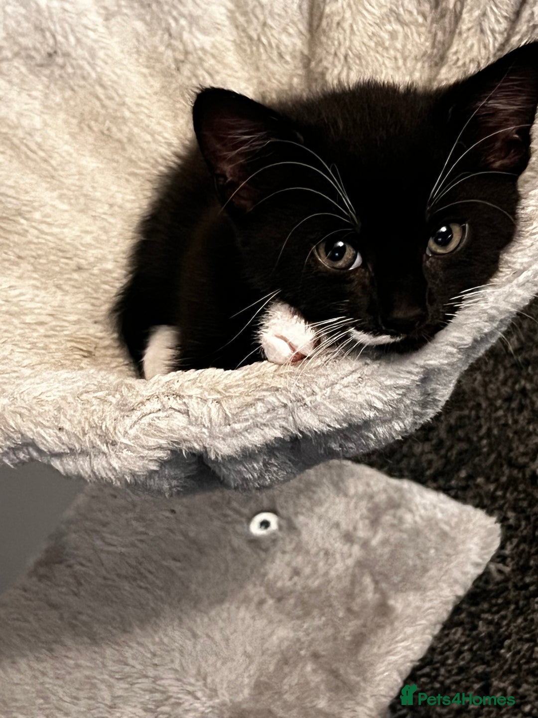 Mixed Breed cats for sale: Beautiful Kittens Looking for a Loving Home 🐾 - Image 7
