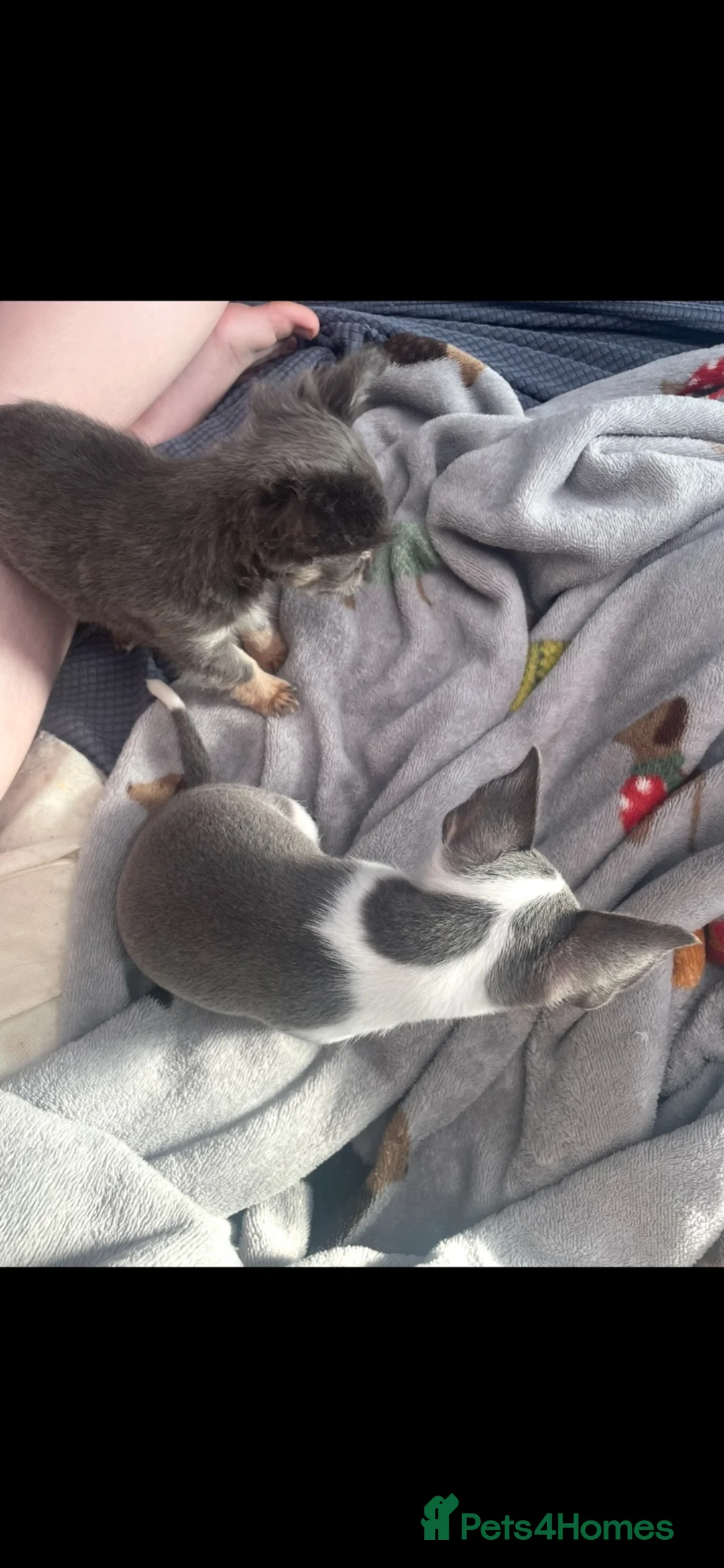 Chihuahua dogs for sale: 2 female chihuahuas for sale  - Advert 2