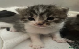 Mixed Breed cats for sale: Beautiful half ragdoll kittens - Image 3
