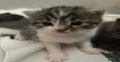 Mixed Breed cats - Advert 14