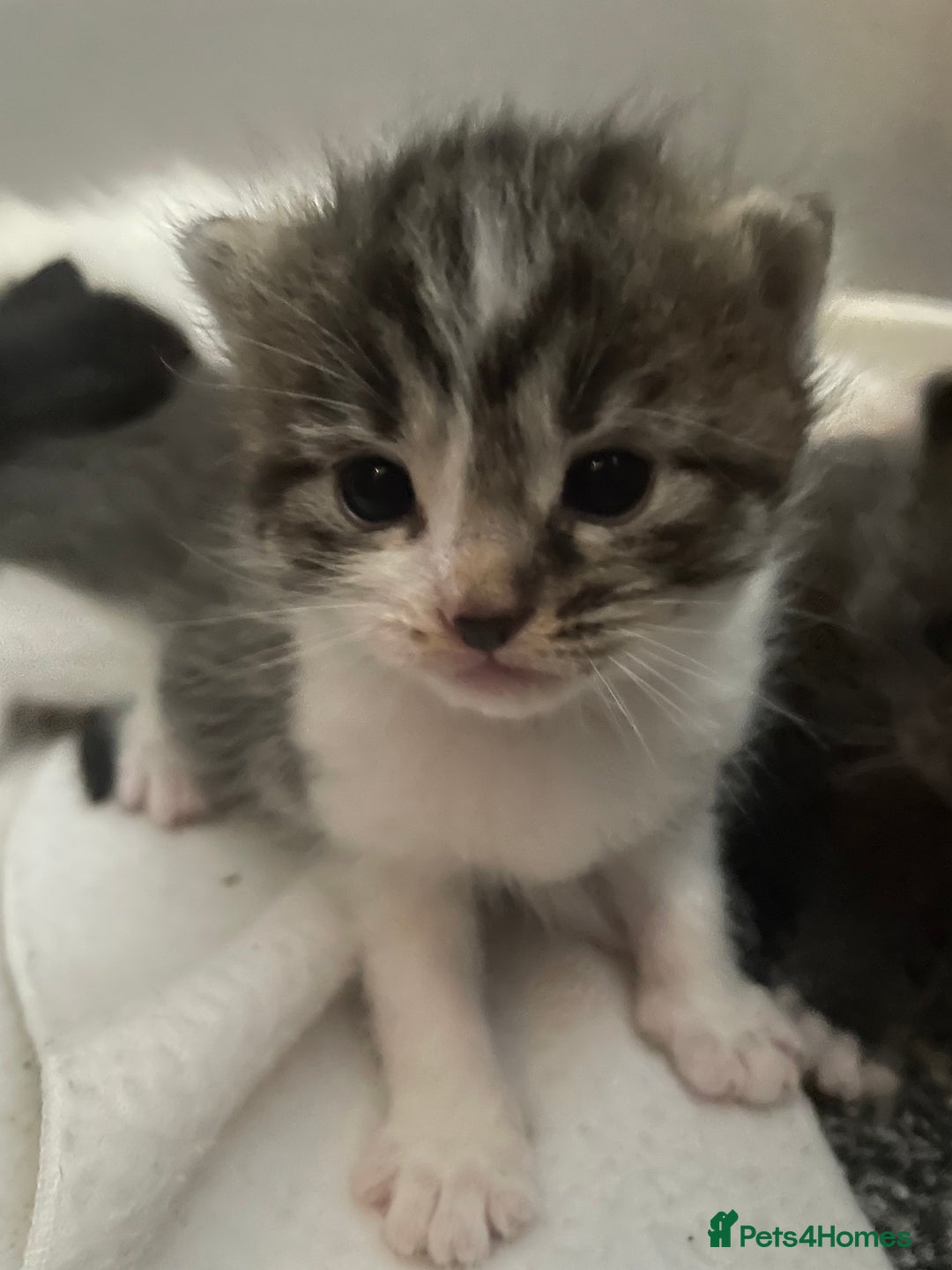 Mixed Breed cats for sale: Beautiful half ragdoll kittens - Image 3