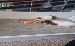 Guinea Pig rodents for sale: 2 Male Guinea Pigs- with a large cage&accessories. - Image 2
