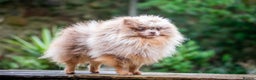 Pomeranian dogs for stud: Lilac Tan Merle Stud Boy kc in Pontefract - Advert 17