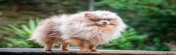 Pomeranian dogs for stud: Lilac Tan Merle Stud Boy kc in Pontefract - Advert 17