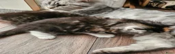 British Longhair cats for sale: Georgous silver silver & ginger Longhaired kittens - Advert 10