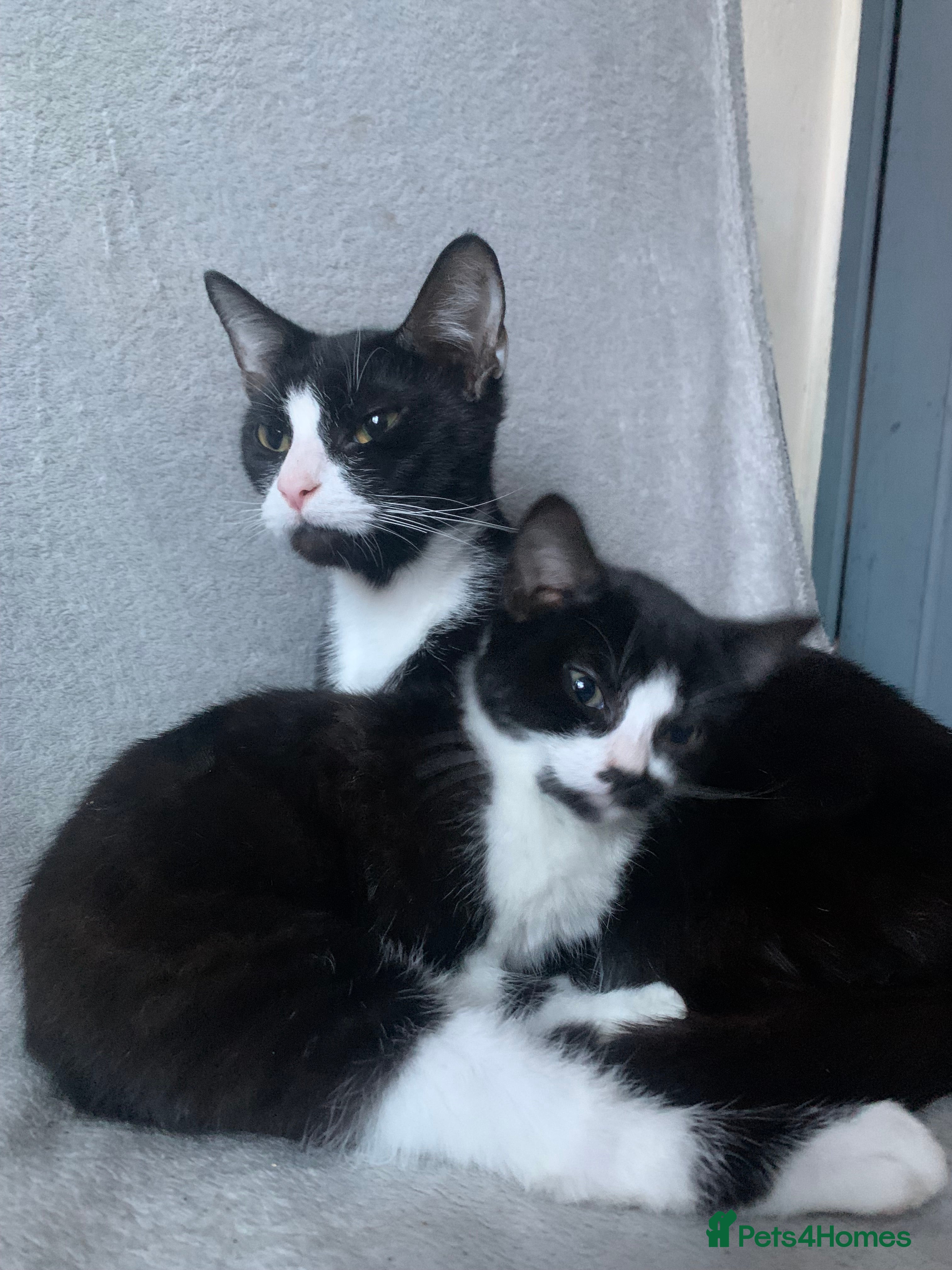 Mixed Breed cats Little girl is looking for home - Advert 1