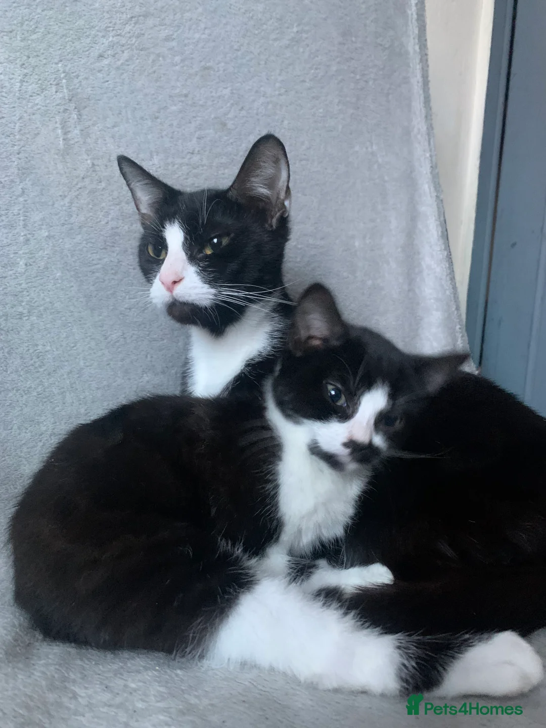 Mixed Breed cats for sale: Little girl is looking for home - Advert 1