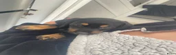 Mixed Breed dogs for sale: Schweenie puppies  - Advert 2