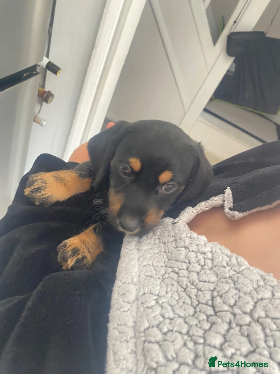Mixed Breed dogs for sale: Schweenie puppies  - Advert 2