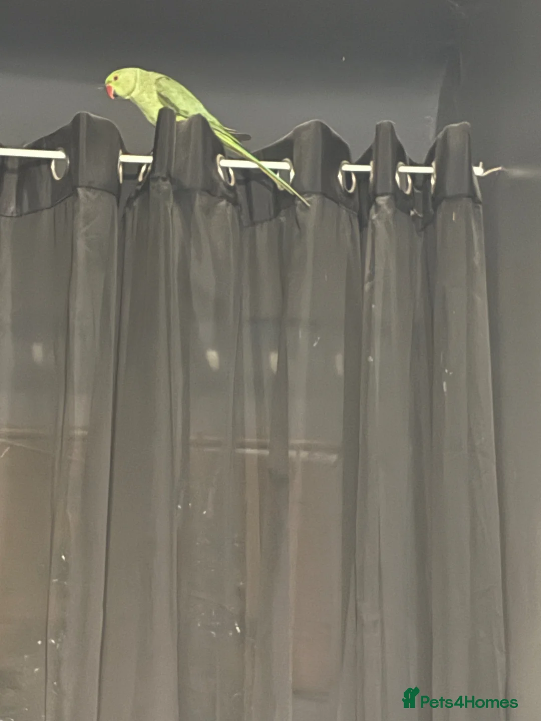 Parakeets birds for sale: Indian ringneck parakeet  in Chesterfield - Advert 2