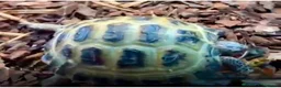 Tortoise reptiles for sale: Horsefield tortoise juvenile  - Advert 4
