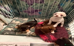 Chihuahua dogs for sale: For sale  - Advert 6