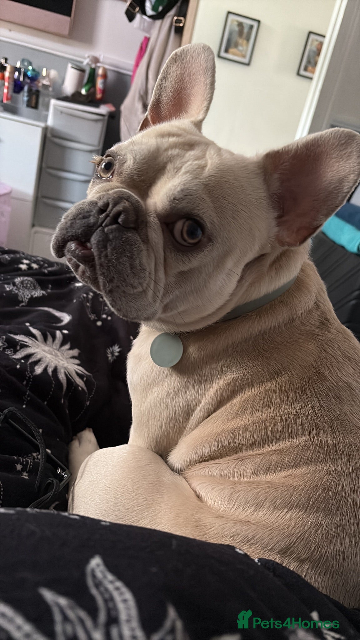 French Bulldog dogs French bulldog  - Advert 2
