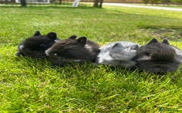 Netherland Dwarf rabbits for sale: 2 Beautiful Netherland dwarf pairs £1OO - Image 1