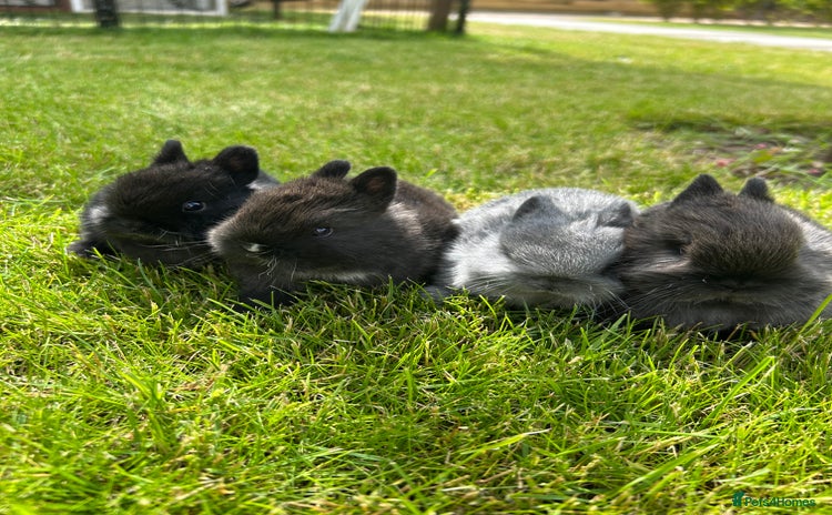 Netherland Dwarf rabbits - Advert 2