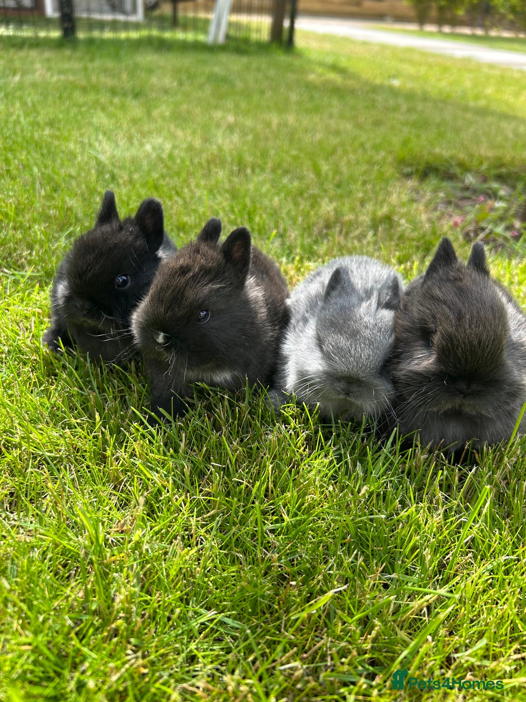 Netherland Dwarf rabbits for sale: 2 Beautiful Netherland dwarf pairs £1OO - Image 1
