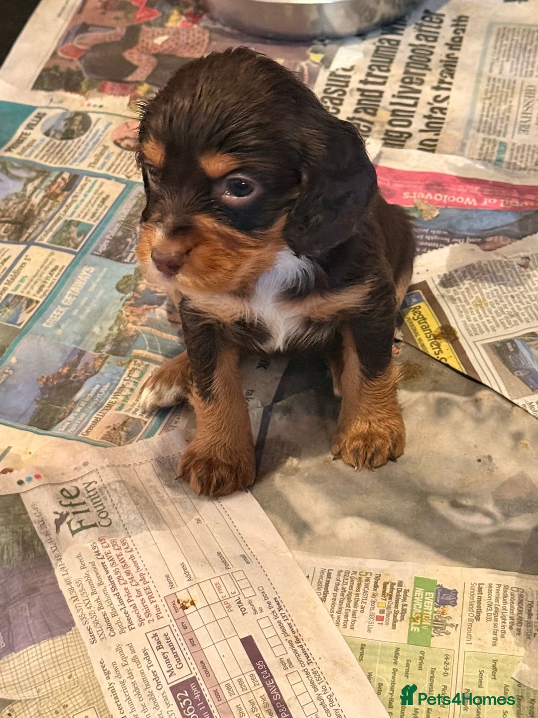 Cocker Spaniel dogs for sale: Cocker spaniel puppies - Advert 5