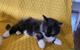 Mixed Breed cats for sale: 2 outstanding beauty girls  - Image 2