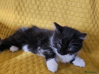 Mixed Breed cats - Advert 17