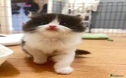 Mixed Breed cats for sale: Beautiful mixed bread kittens  - Image 5