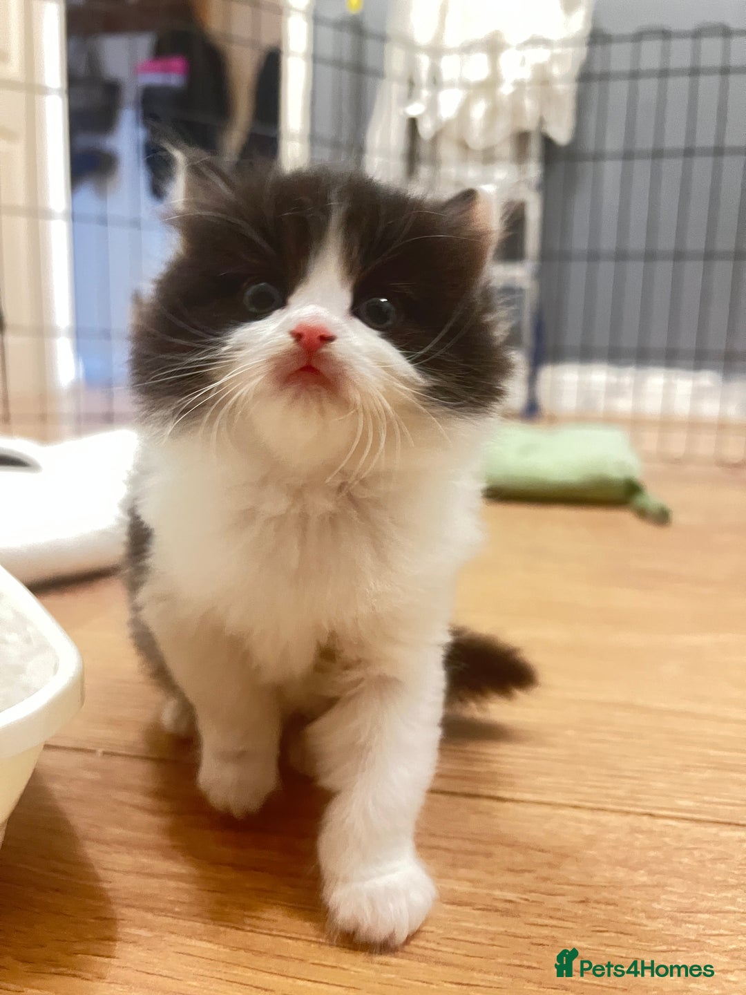 Mixed Breed cats for sale: Beautiful mixed bread kittens  - Image 5