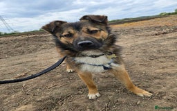 Mixed Breed dogs for adoption: Loki seeks forever home  - Image 2