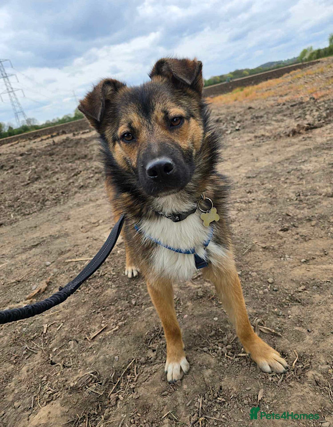 Mixed Breed dogs for adoption: Loki seeks forever home  - Image 2