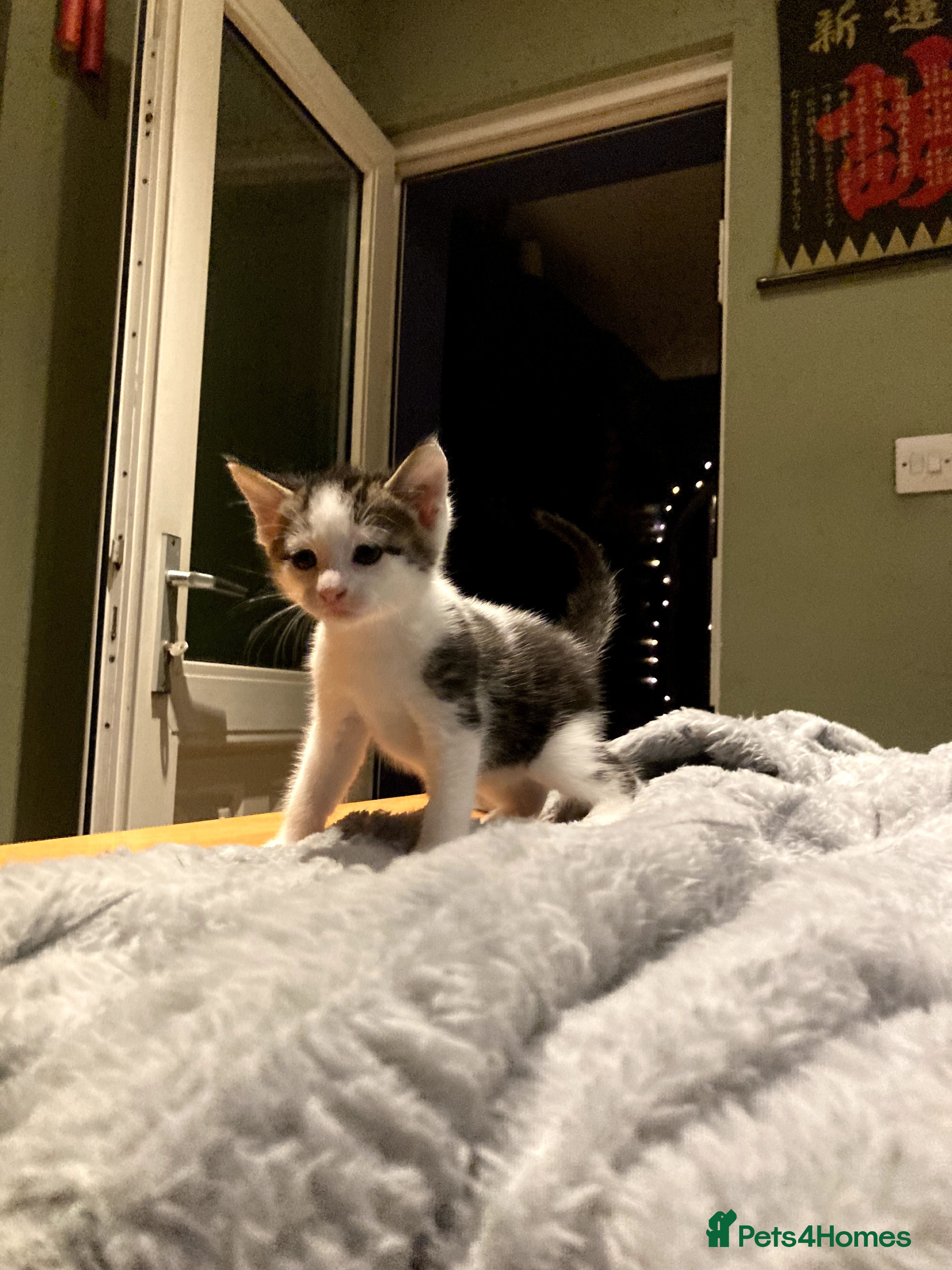 Mixed Breed cats KITTENS! Batch of Cuties for sale in Basinsgtoke - Advert 2