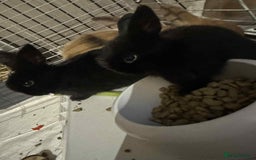 Dwarf Lop rabbits for sale: Bunnies for sale  - Image 8