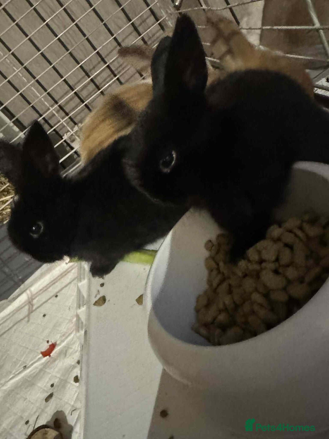 Dwarf Lop rabbits for sale: Bunnies for sale  - Image 8
