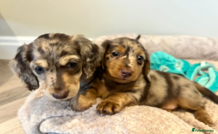 Miniature Dachshund dogs - Advert 9